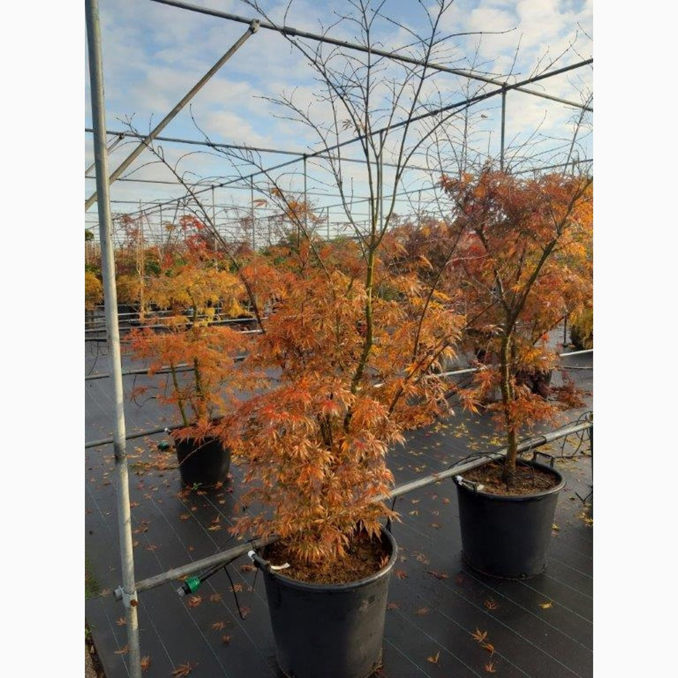 Japansk lönn – Acer pal. 'Sumi-nagashi' - C70 175-200 CM